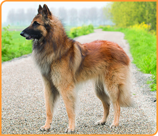 Grooming For A Belgian Shepherd - The Best Dog Grooming Products