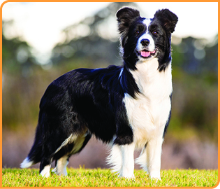 over meubilair Preventie Grooming For A Border Collie - The Best Dog Grooming Products