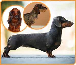 Grooming For A Dachshund Wire - The Best Dog Grooming Products