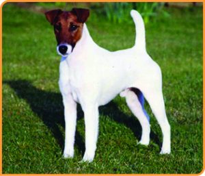Grooming For A Fox Terrier Smooth - The Best Dog Grooming Products