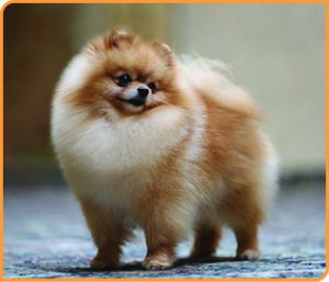 Grooming For A Pomeranian And The Best Dog Grooming Products To Use