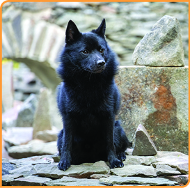 is a schipperke the right dog for you