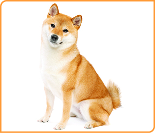 Grooming For A Shiba Inu - The Best Dog Grooming Products