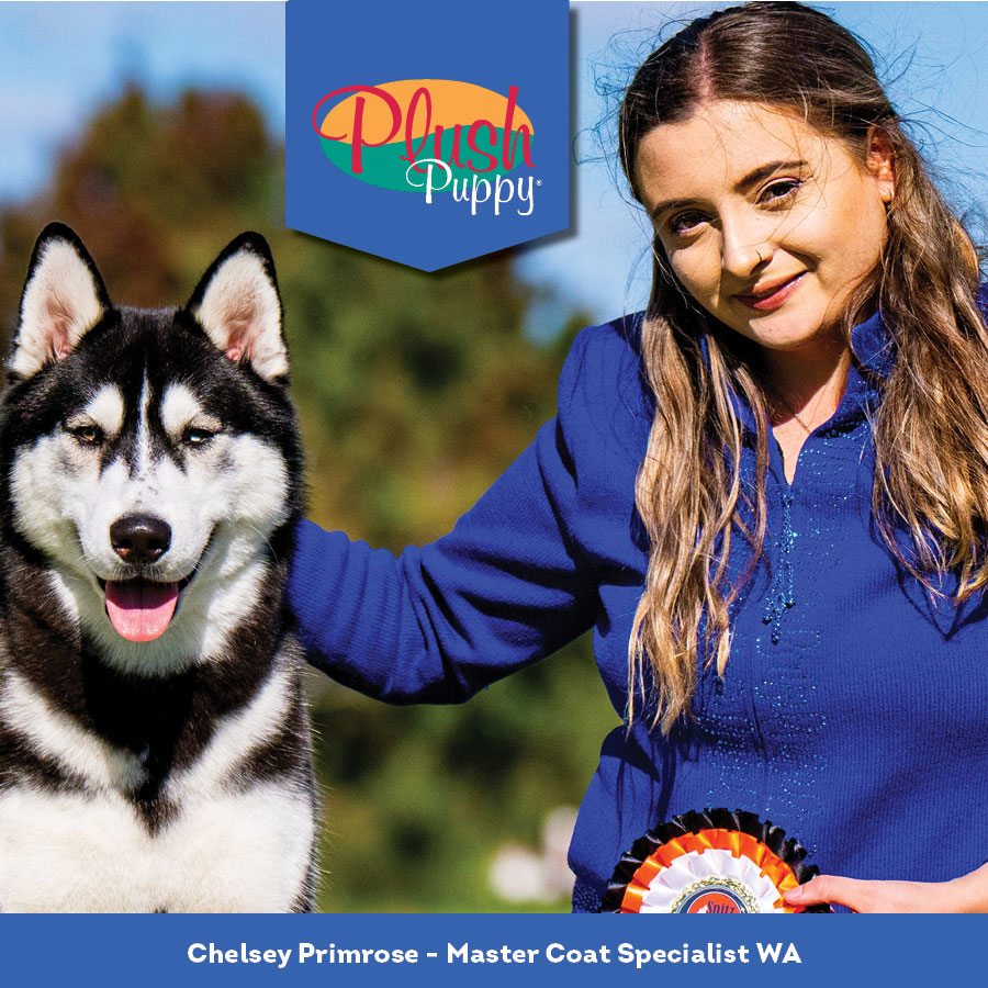 Plush Puppy Master Coat Specialist Chelsey Primrose