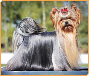 Yorkshire Terrier Dog
